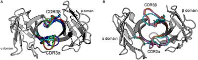 The Hypervariable Loops of Free TCRs Sample Multiple Distinct Metastable Conformations in Solution